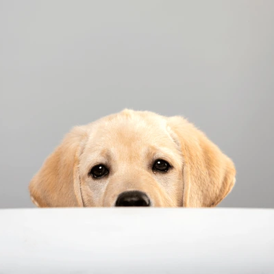 Illustration of a calm, happy dog sitting comfortably in a safe indoor space